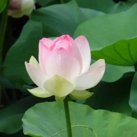 深圳莲花中学全市排名「百度莲花头像图片」