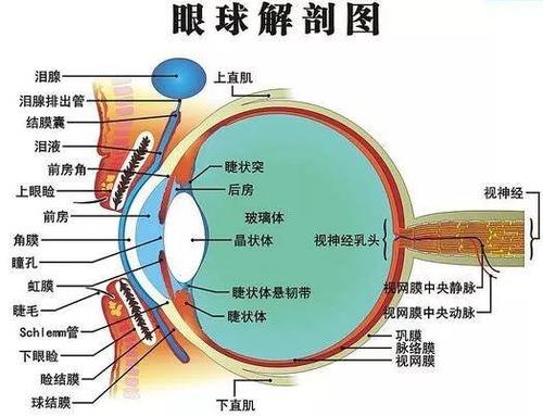 php相对值技巧_经皮肝灌注美法仑治疗以肝脏为主的转移性葡萄膜黑色素瘤的研究